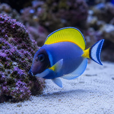 Powder Blue Tang (Acanthurus Leucosternon)