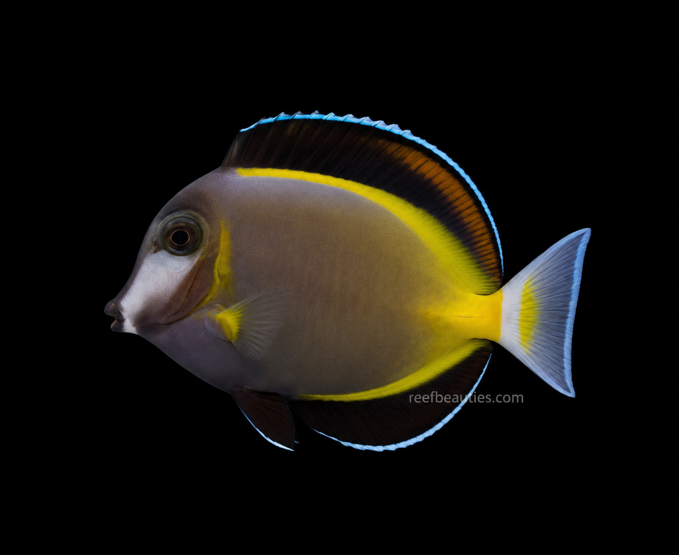 Powder Brown Tang (Acanthurus Japonicus)