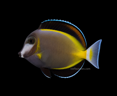 Powder Brown Tang (Acanthurus Japonicus)