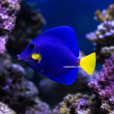 Purple Tang EXPERT (Zebrasoma Xanthurum)