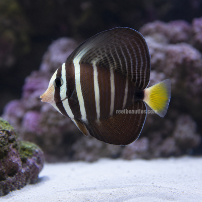 Sailfin Tang (Zebrasoma Veliferum)