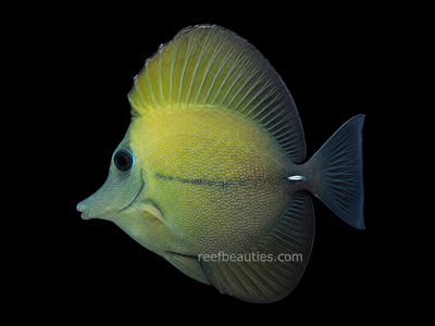 Scopas Tang (Zebrasoma Scopas)