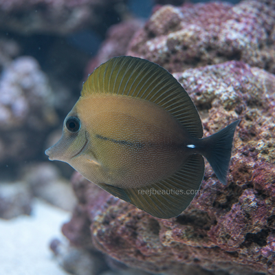 Scopas Tang (Zebrasoma Scopas)