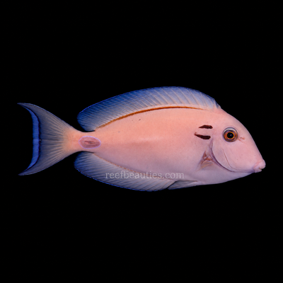 Tennenti Tang (Acanthurus Tennenti)