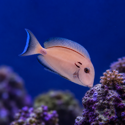Tennenti Tang (Acanthurus Tennenti)