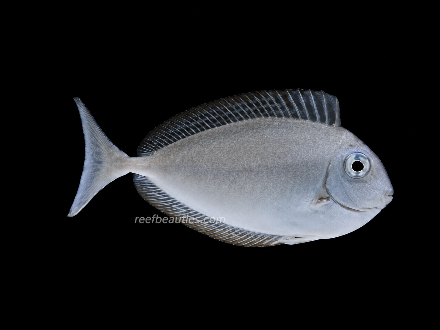Unicorn Tang (Naso Unicornis)