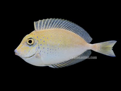 Vlamingi Tang (Naso Vlamingi)