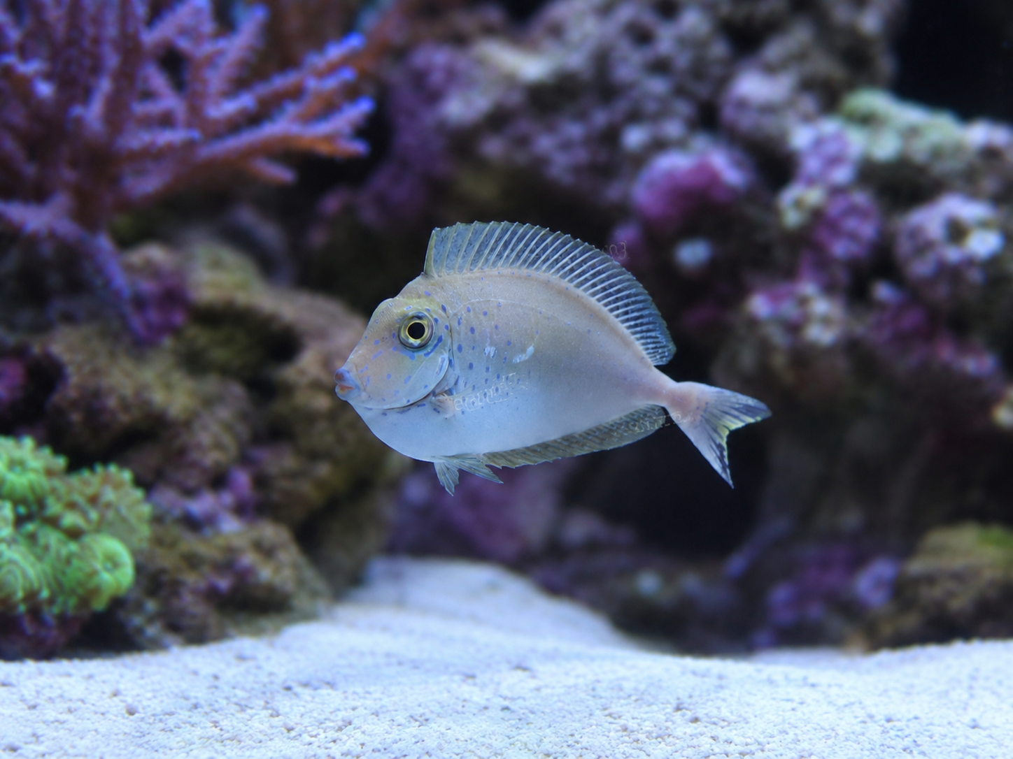 Vlamingi Tang (Naso Vlamingi)