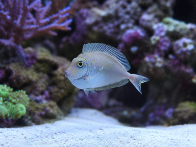 Vlamingi Tang (Naso Vlamingi)