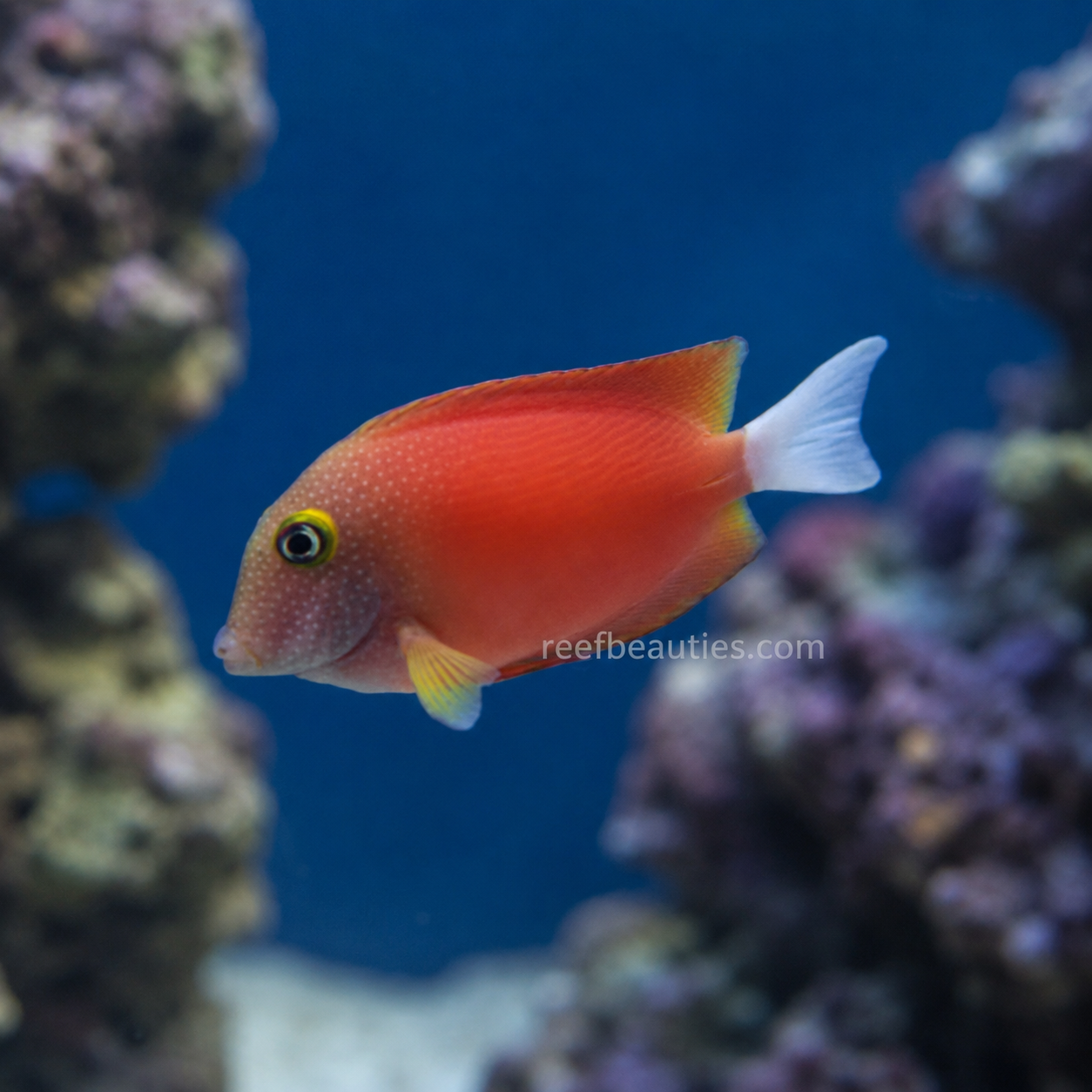 Whitetail Bristletooth Tang (Ctenochaetus Flavicauda)