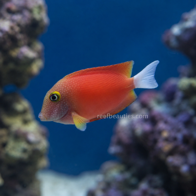 Whitetail Bristletooth Tang (Ctenochaetus Flavicauda)