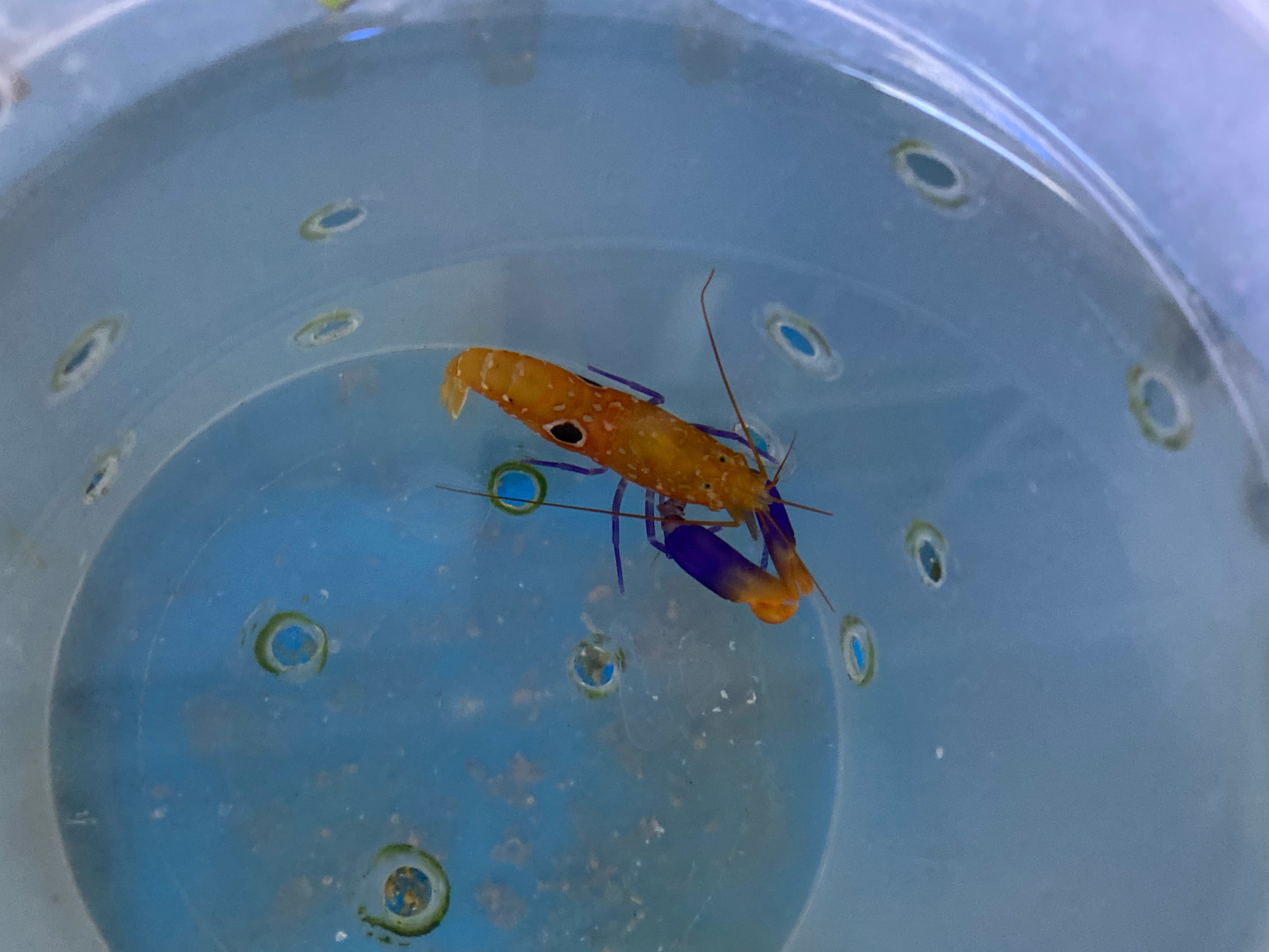 Target Pistol Shrimp (Alpheus Glaber)