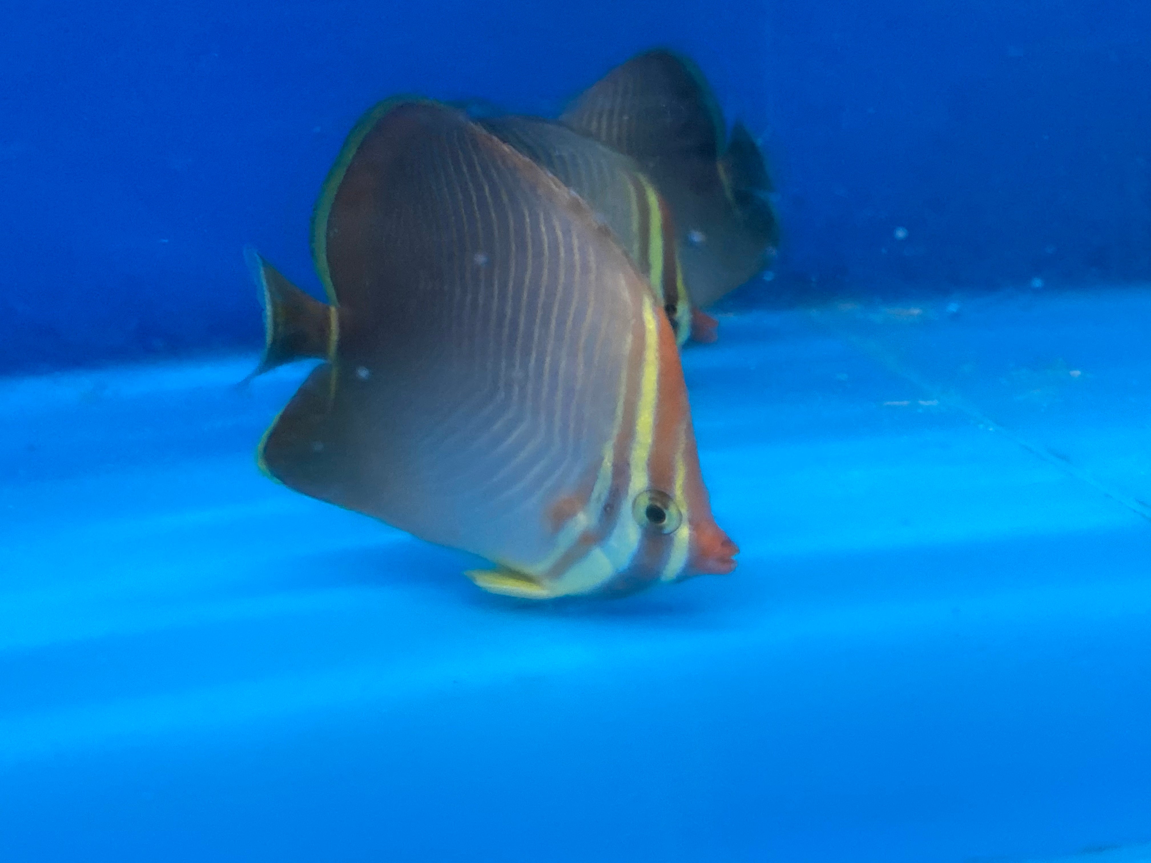 Triangle Butterfly EXPERT (Chaetodon Triangulum)