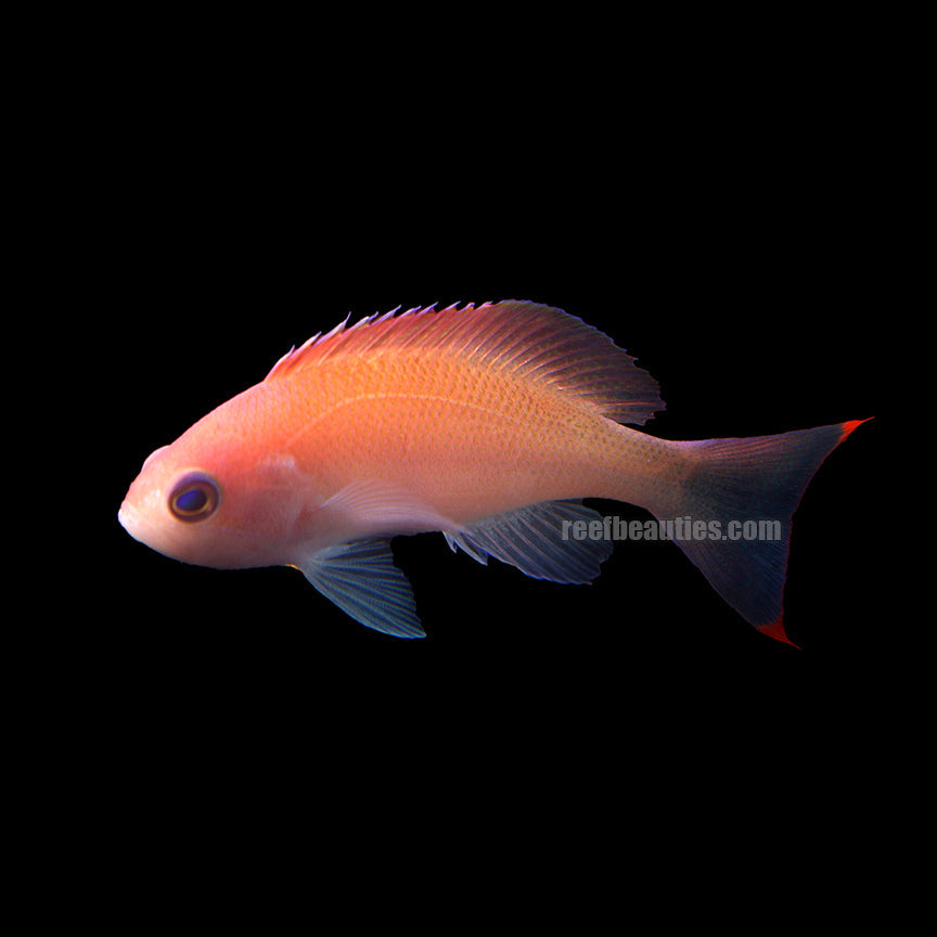 Anthias Truncate (Anthias Truncatus)