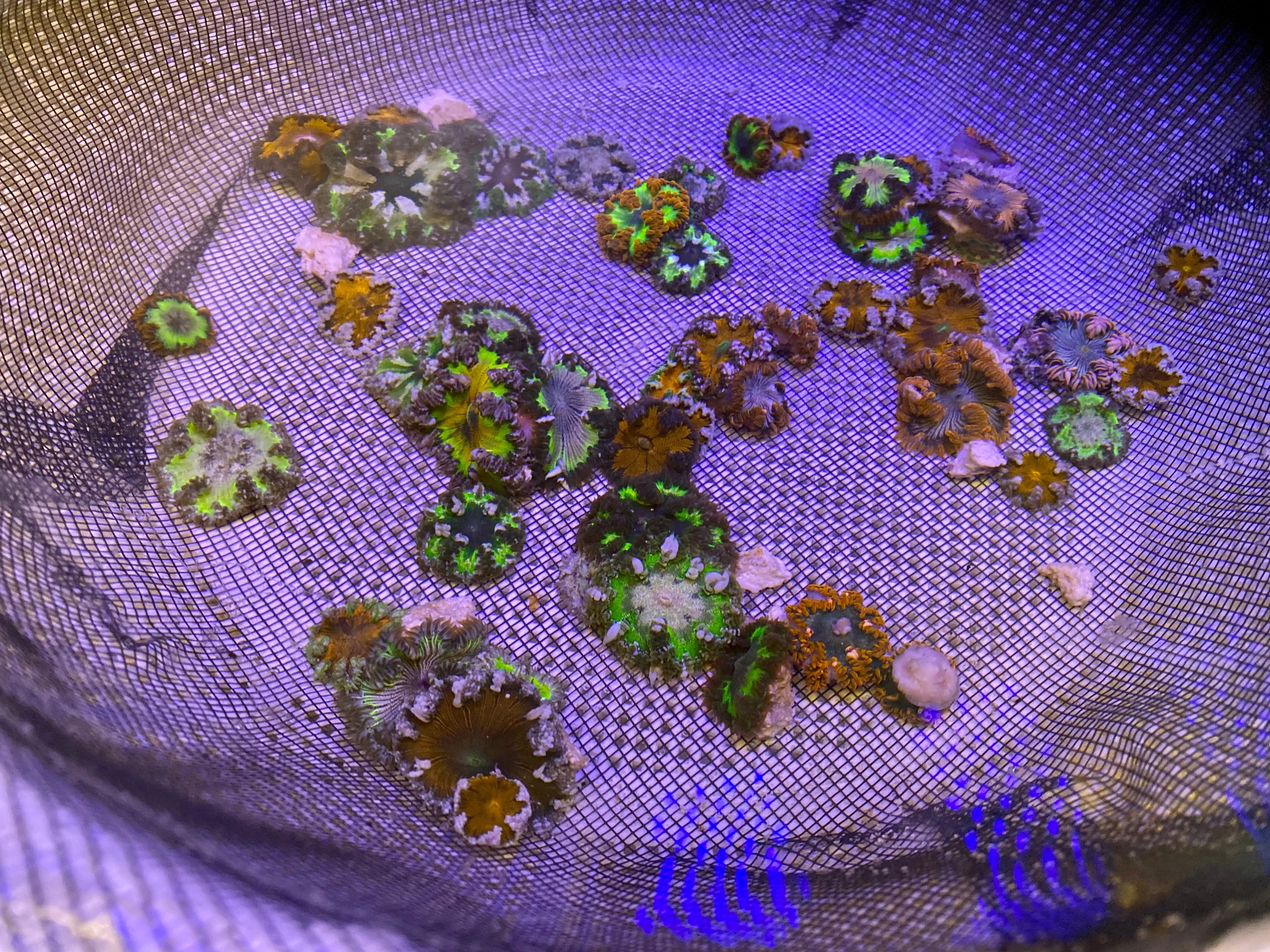 Rock Flower Anemone (Epicystis Crucifer)