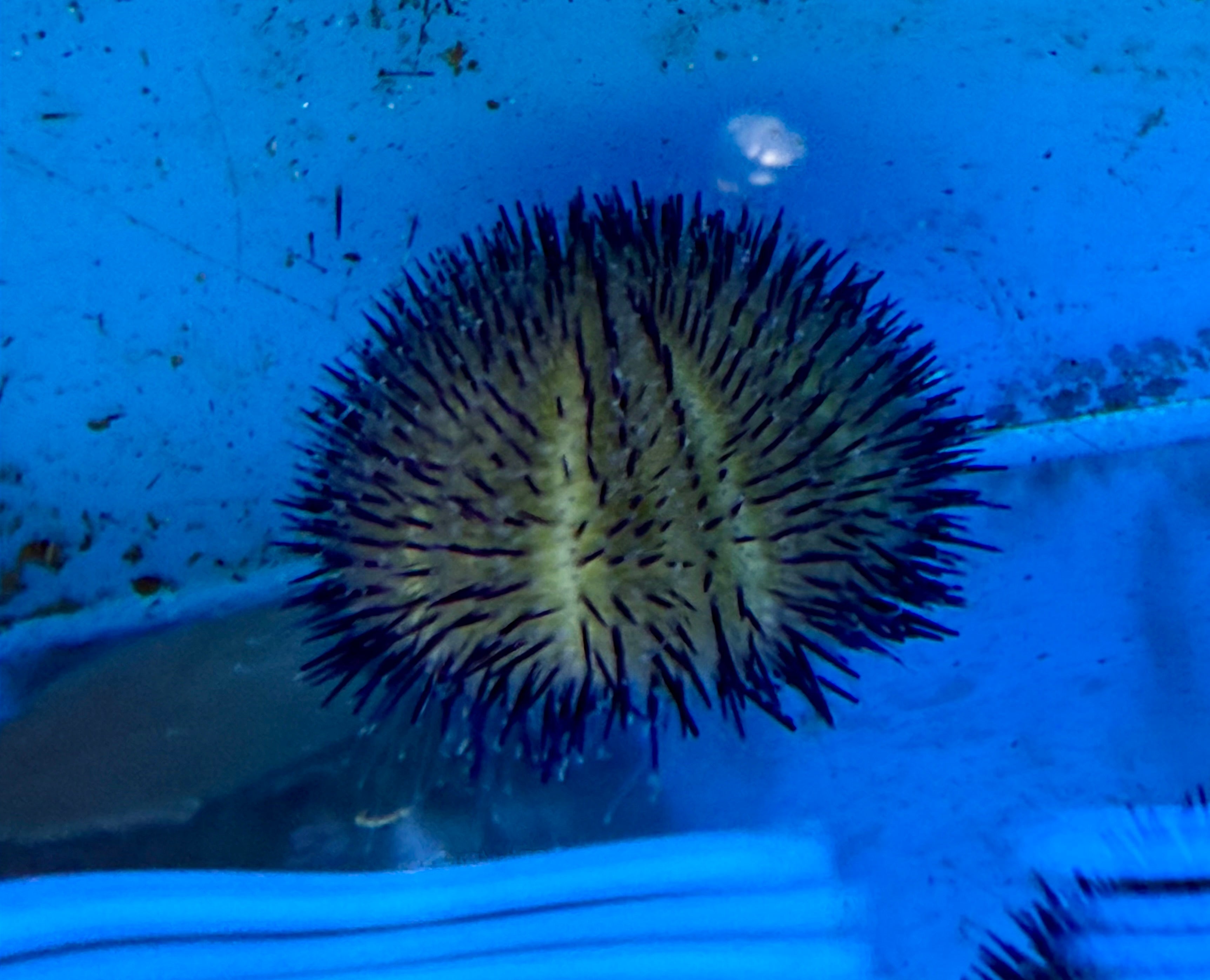 Purple Urchin (Mespillia Globulus)