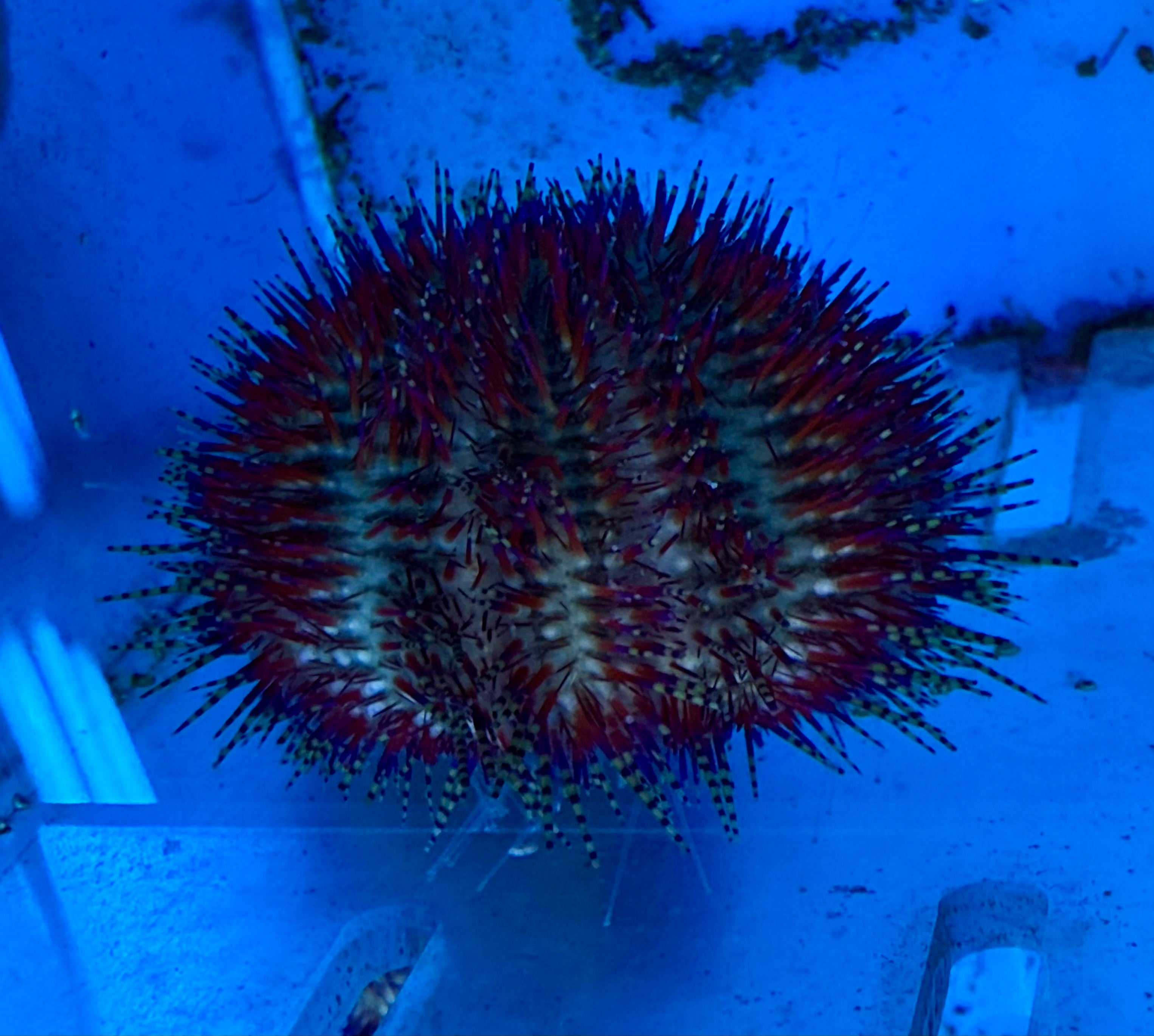 Red Urchin (A.radiata)
