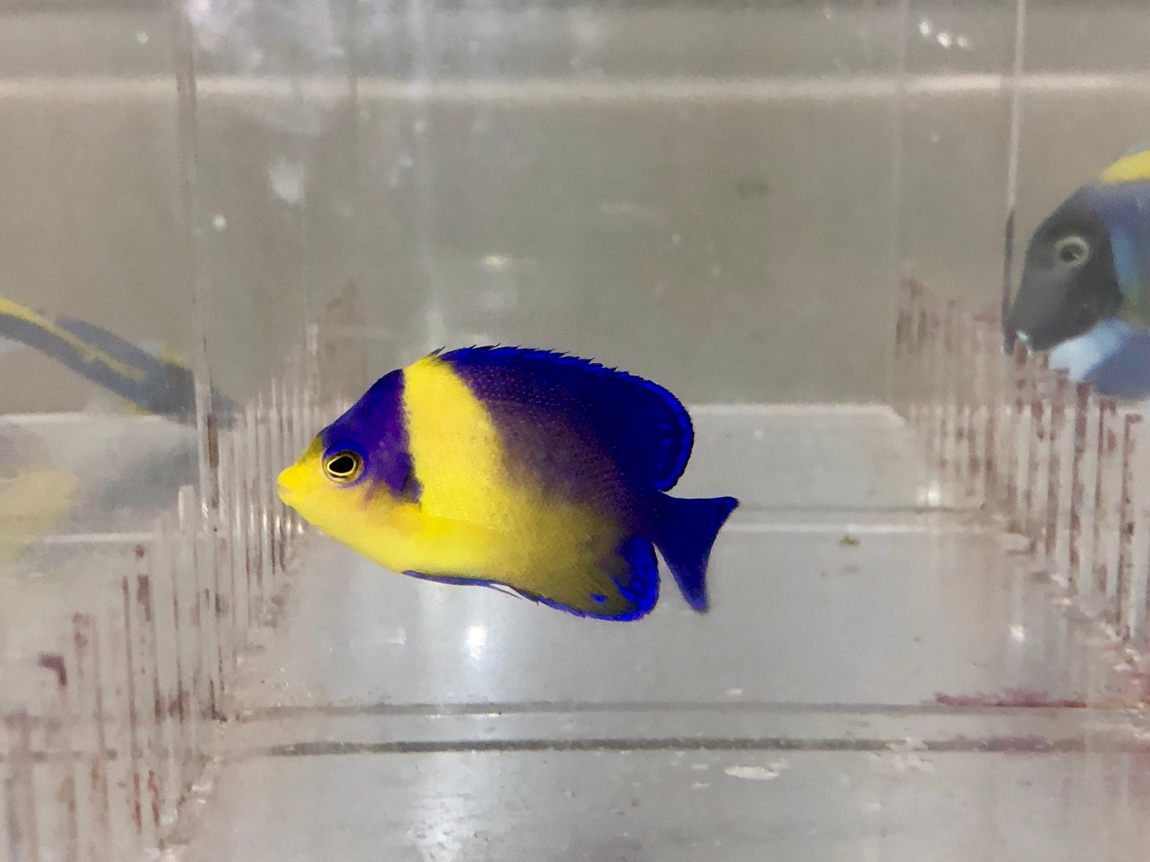 Venustus Angelfish EXPERT (Paracentropyge Venusta)