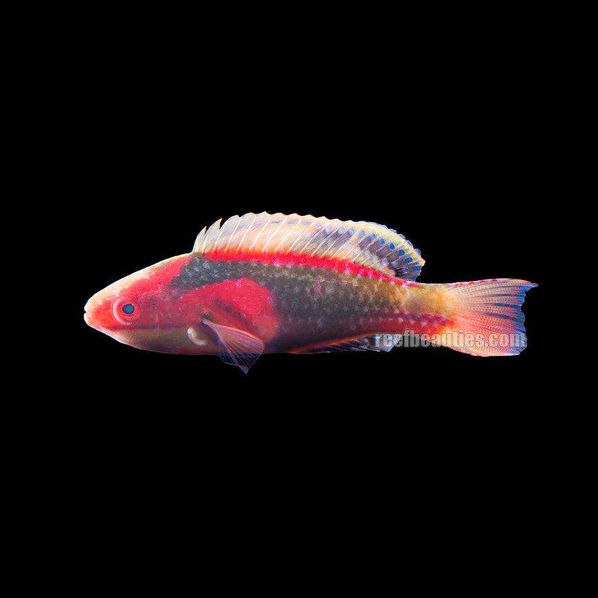 African Exquisite Wrasse (Cirrhilabrus Exquisitus)