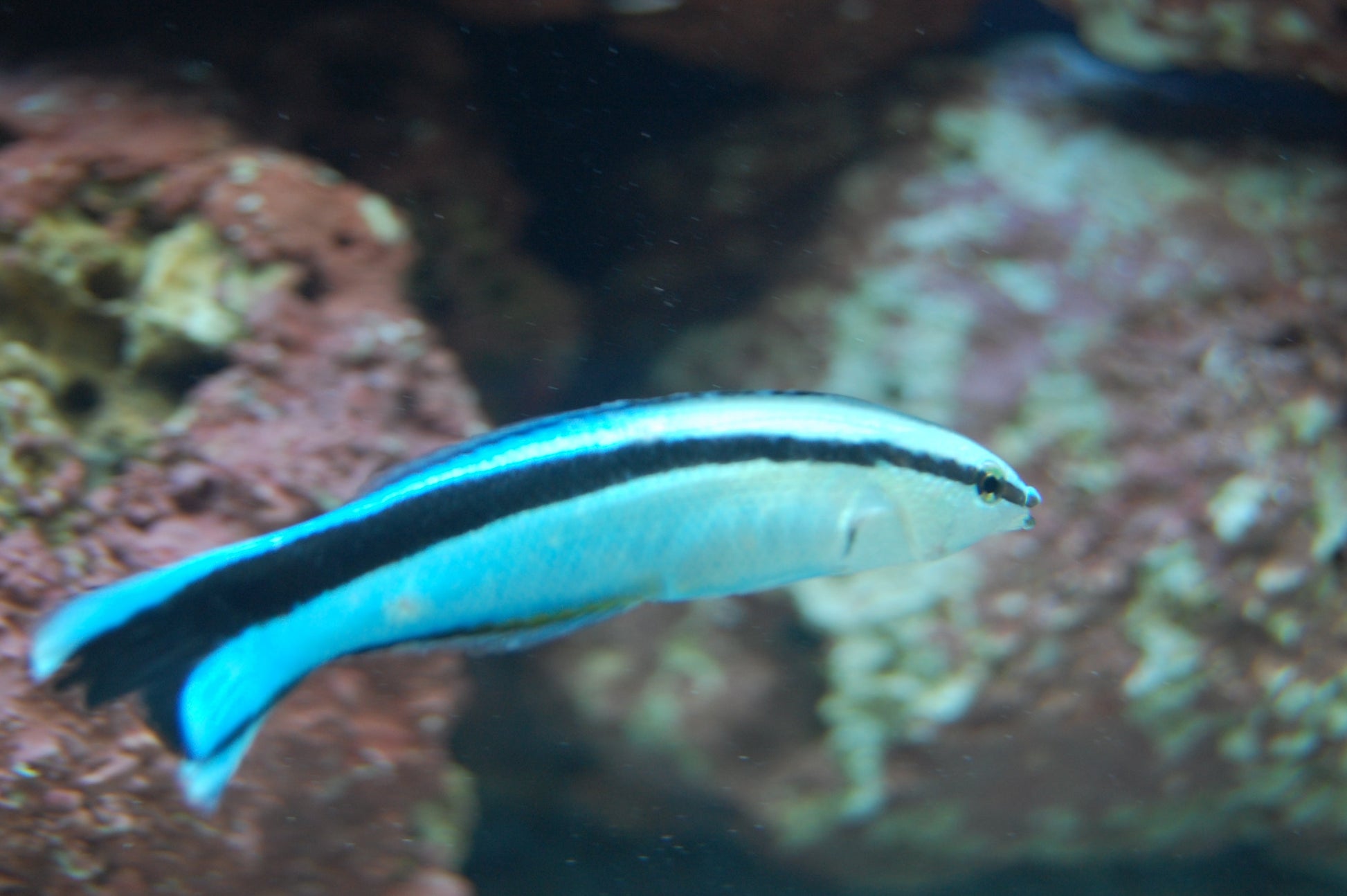 alt="cleaner wrasse"