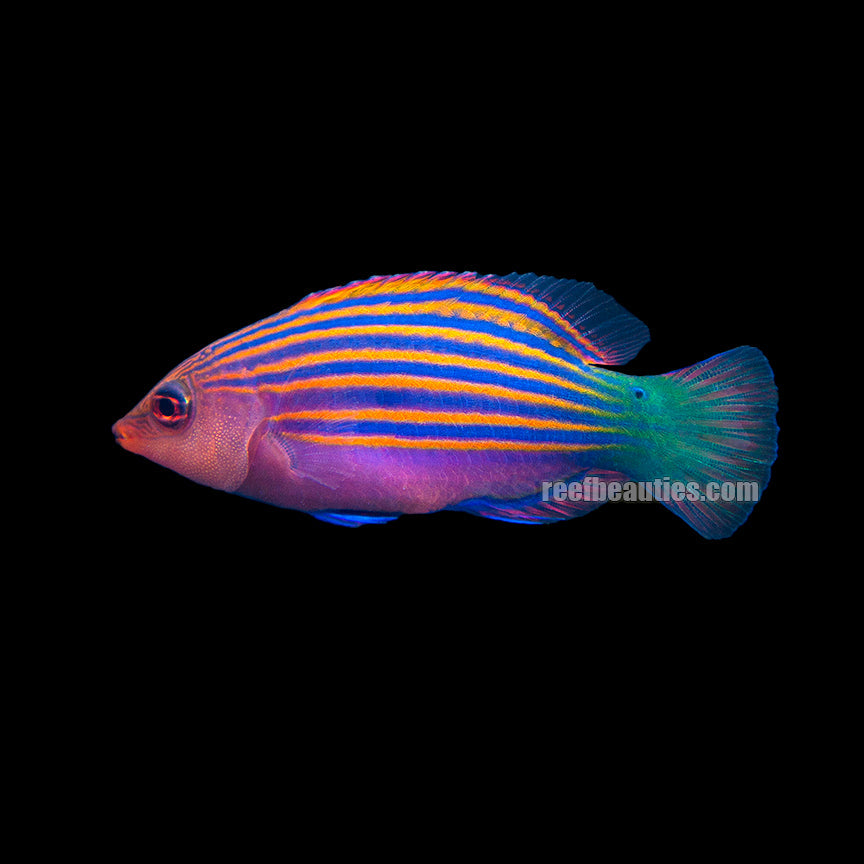 alt="six line wrasse"