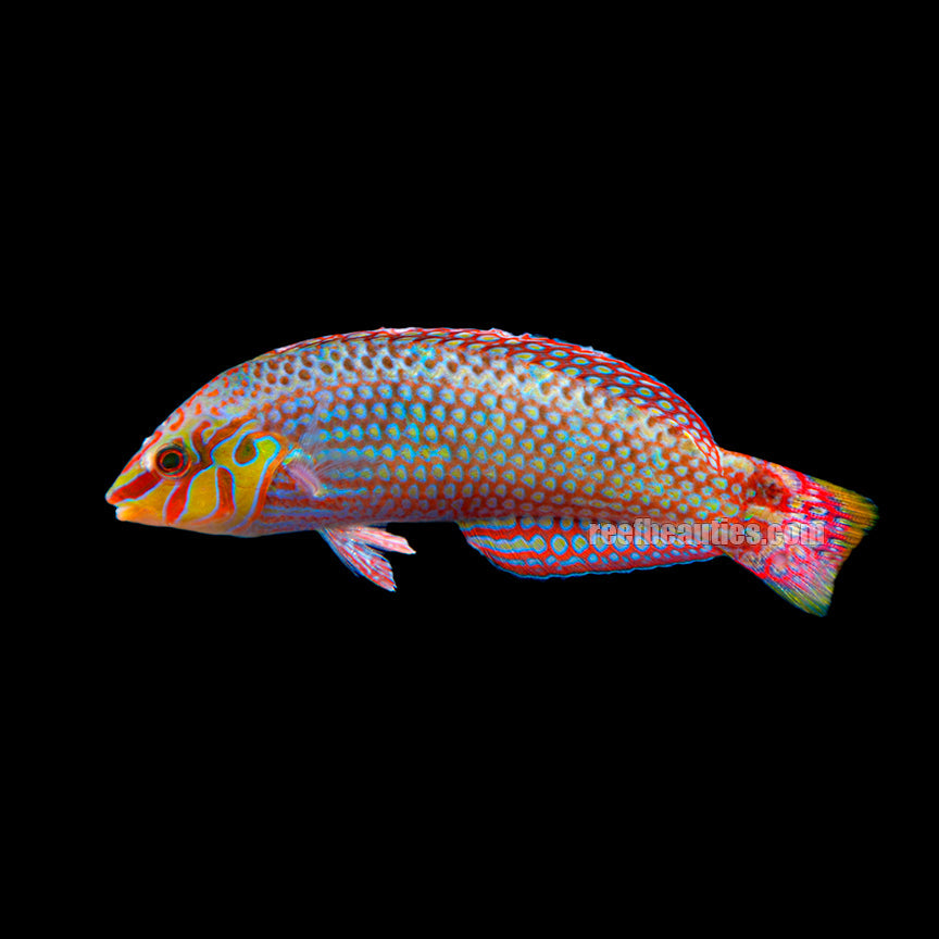 Red-Lined Wrasse (Halichoeres Biocellatus)