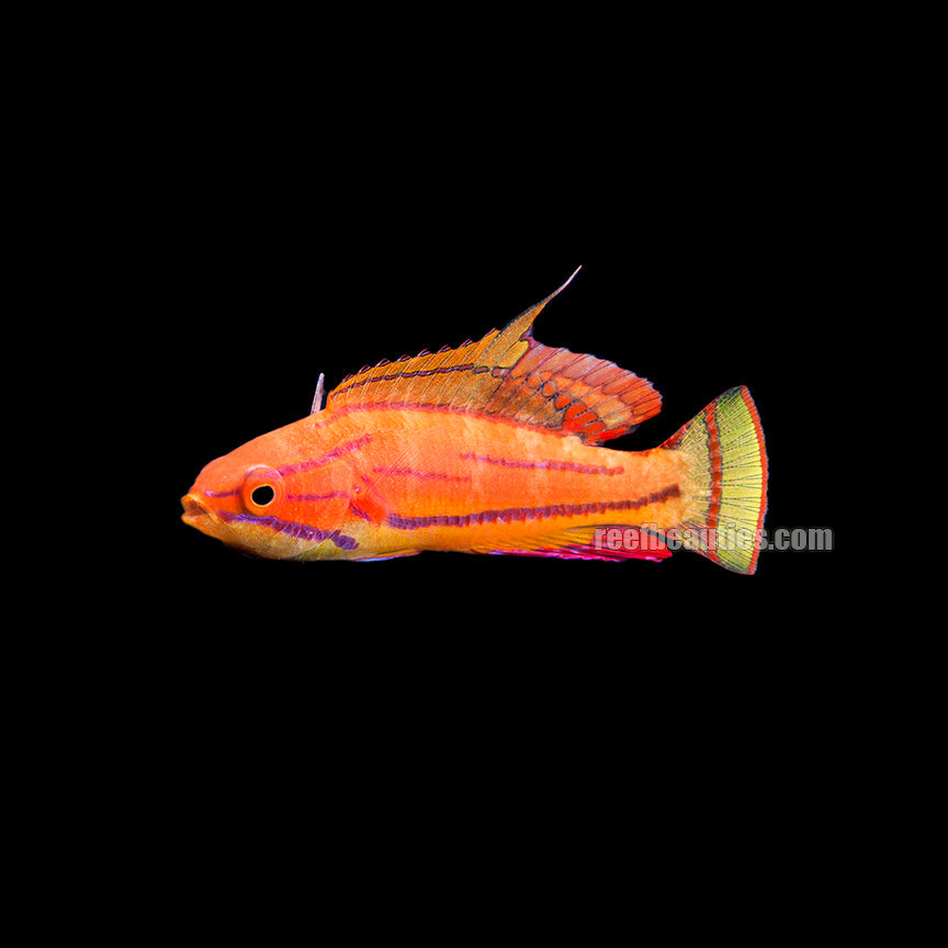 alt="carpenters wrasse"