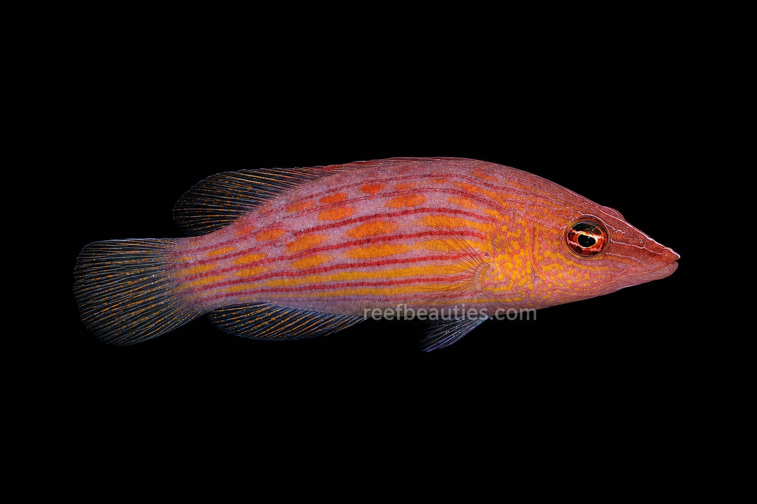 Eight Line Wrasse (Pseudocheilinus Octotaenia)