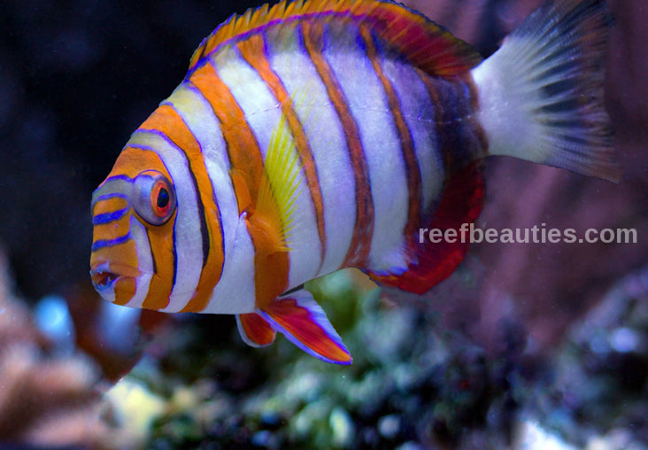 Harlequin Tusk EXPERT (Choerodon Fasciatus)