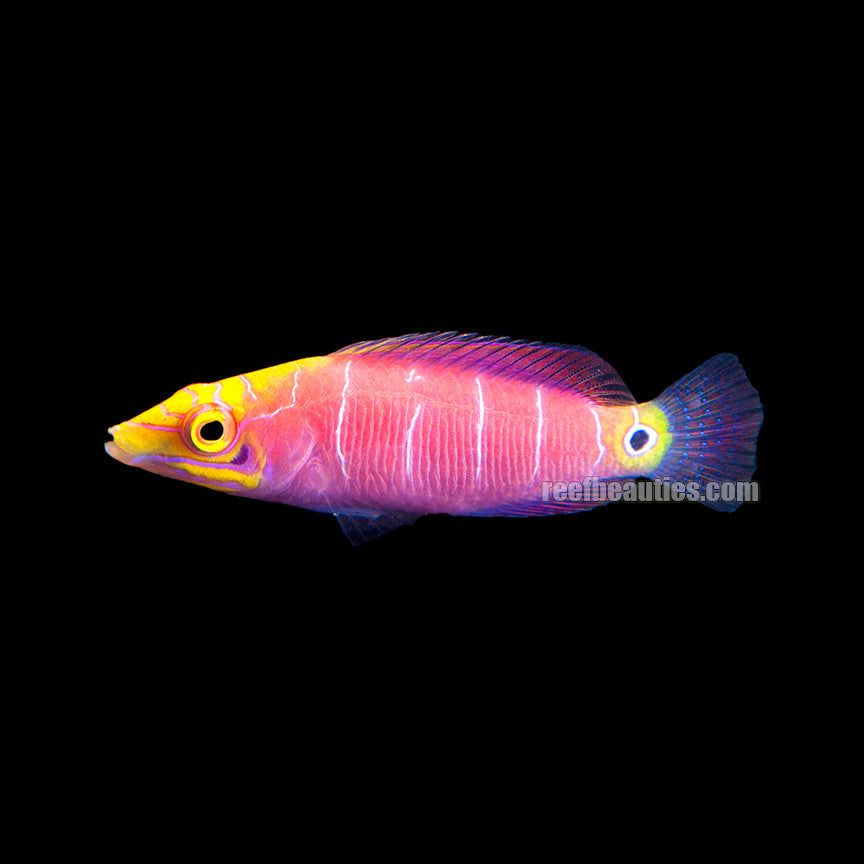 Mystery Wrasse (Pseudocheilinus Ocellatus)