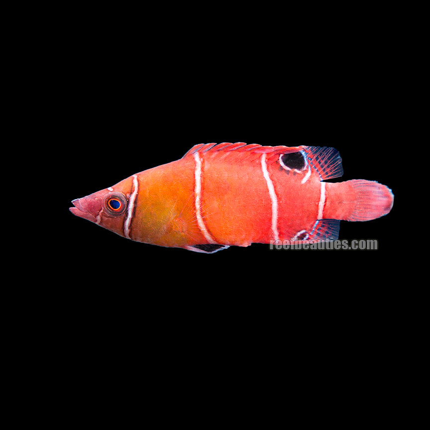 Yellow Banded Possum Wrasse (Wetmorella Nigropinnata)