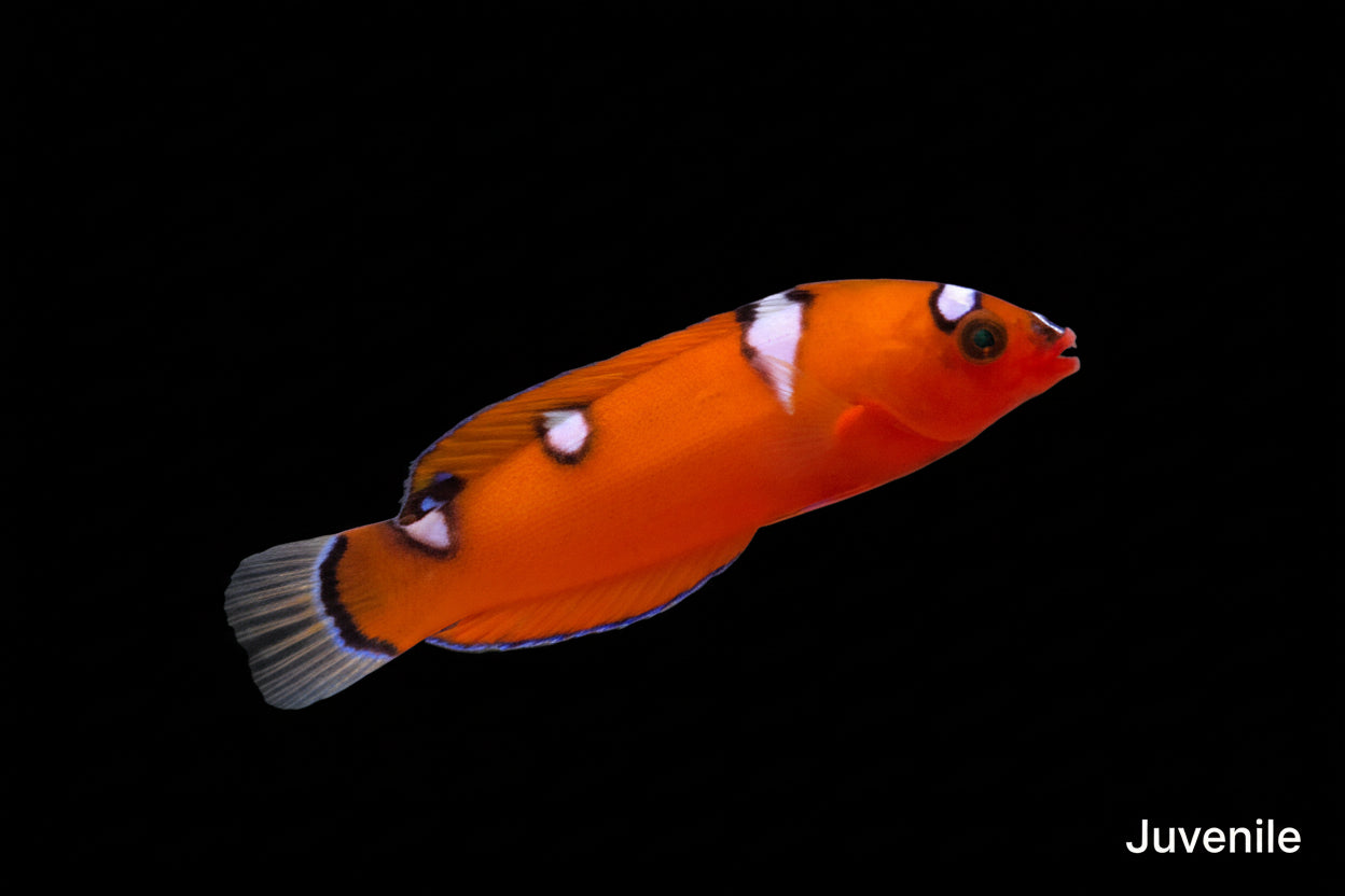 alt="red coris wrasse"