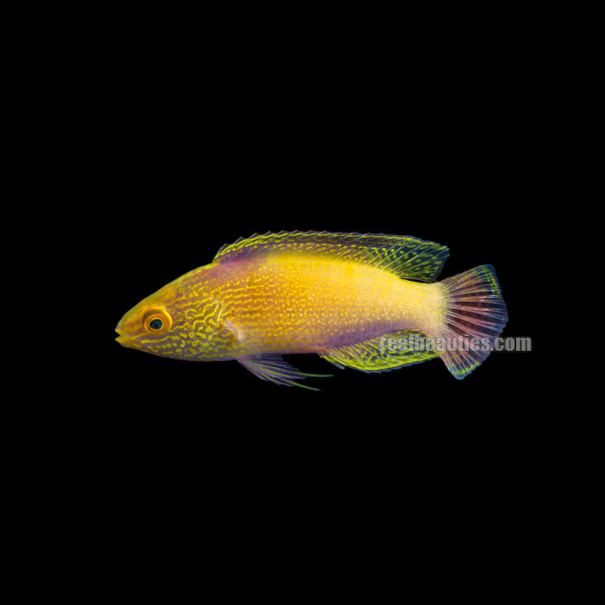 Rhomboid Wrasse Male EXPERT (Cirrhilabrus Rhomboidalis)