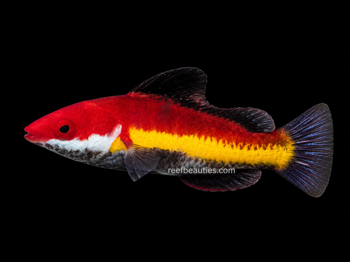 Shark Fin Naoko's Fairy Wrasse (Cirrhilabrus Naokoae)