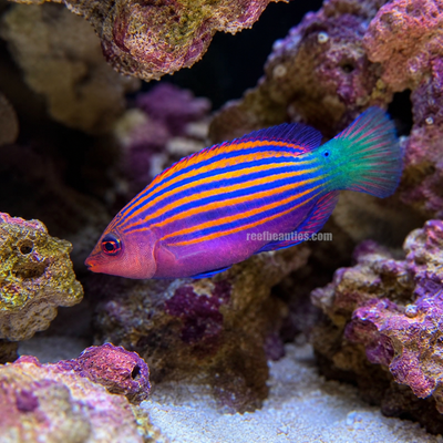 Six Line Wrasse (Pseudochelinus Hexataenia)