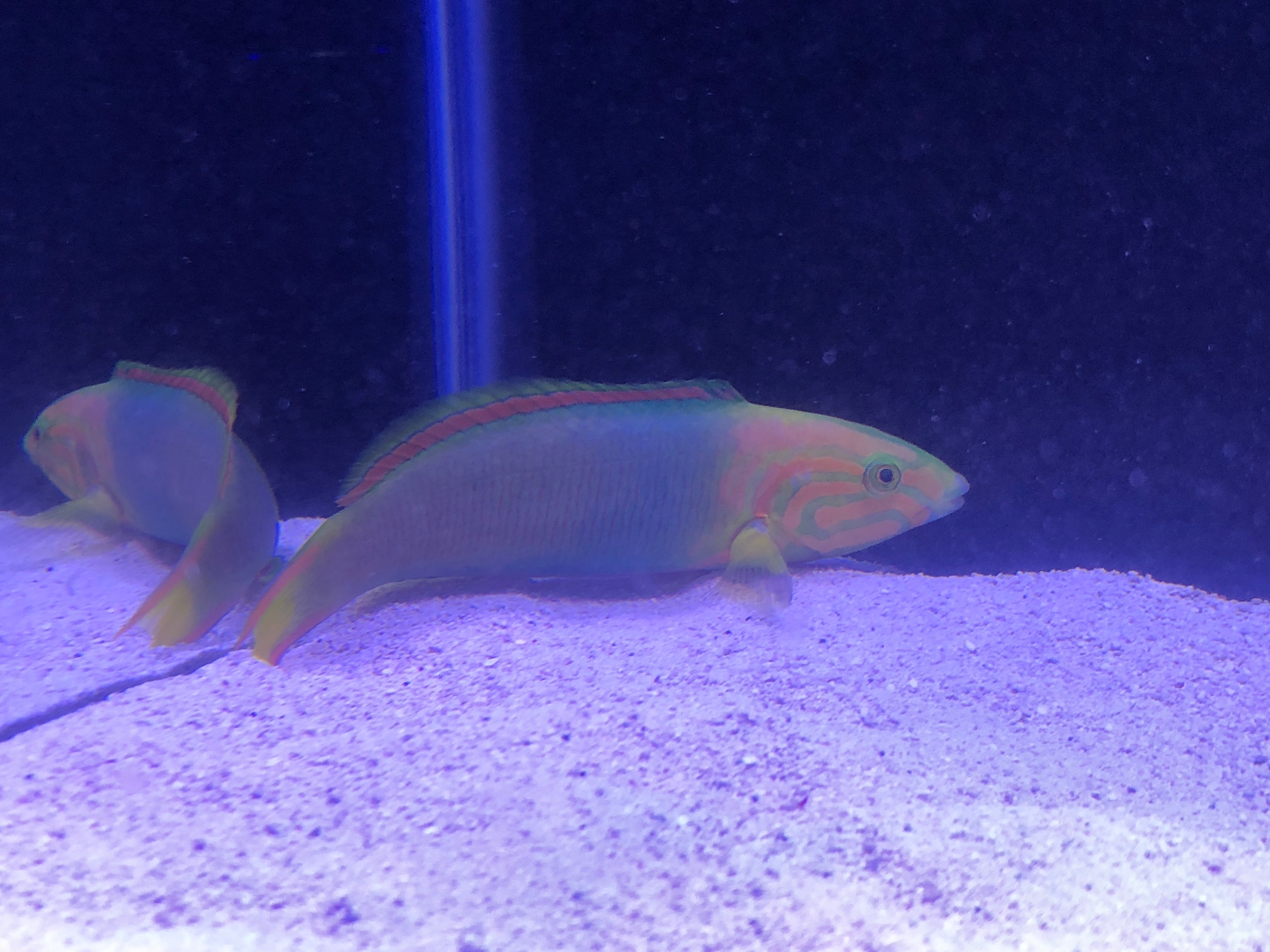 Sunset Wrasse (Thalassoma Lutescens)