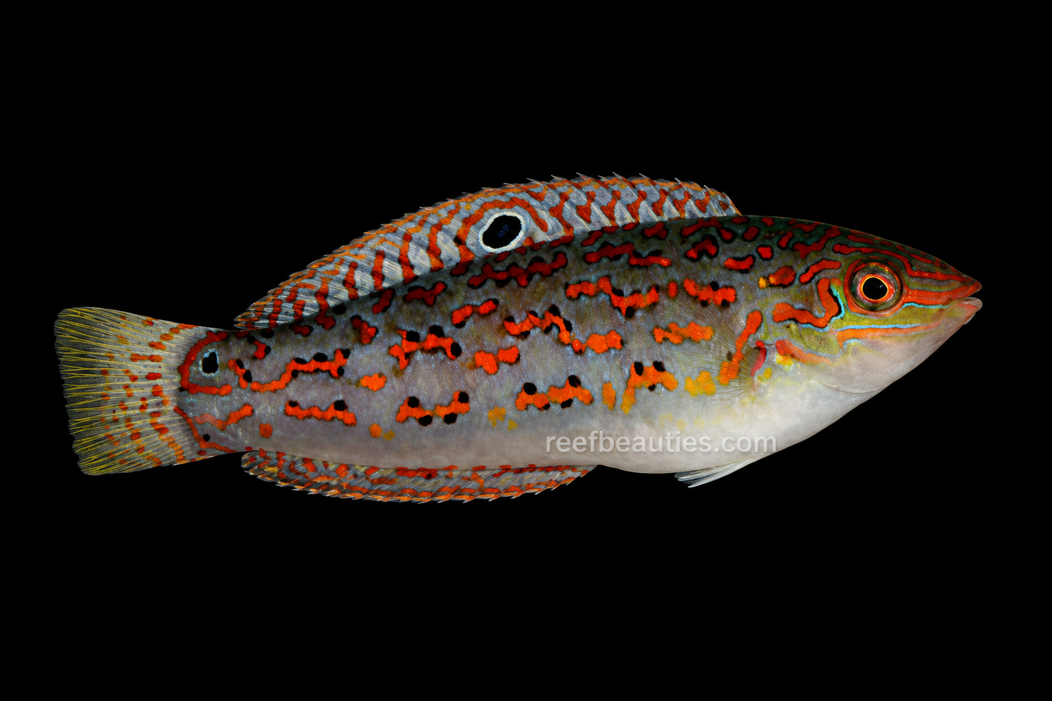 Timor Wrasse (Halichoeres Timorensis)
