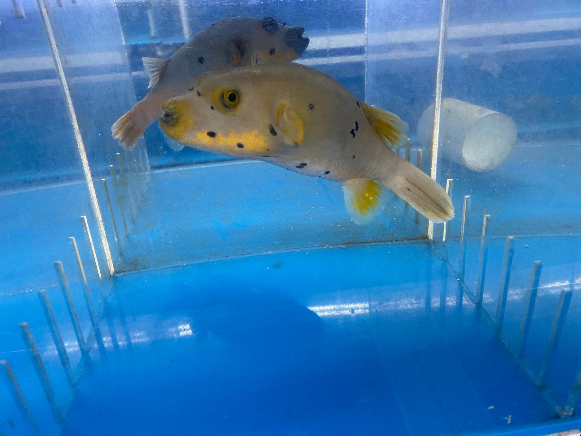 Yellow Belly Dogface Puffer (Arothron Nigropunctatus)