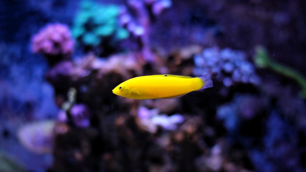 alt="yellow coris wrasse"