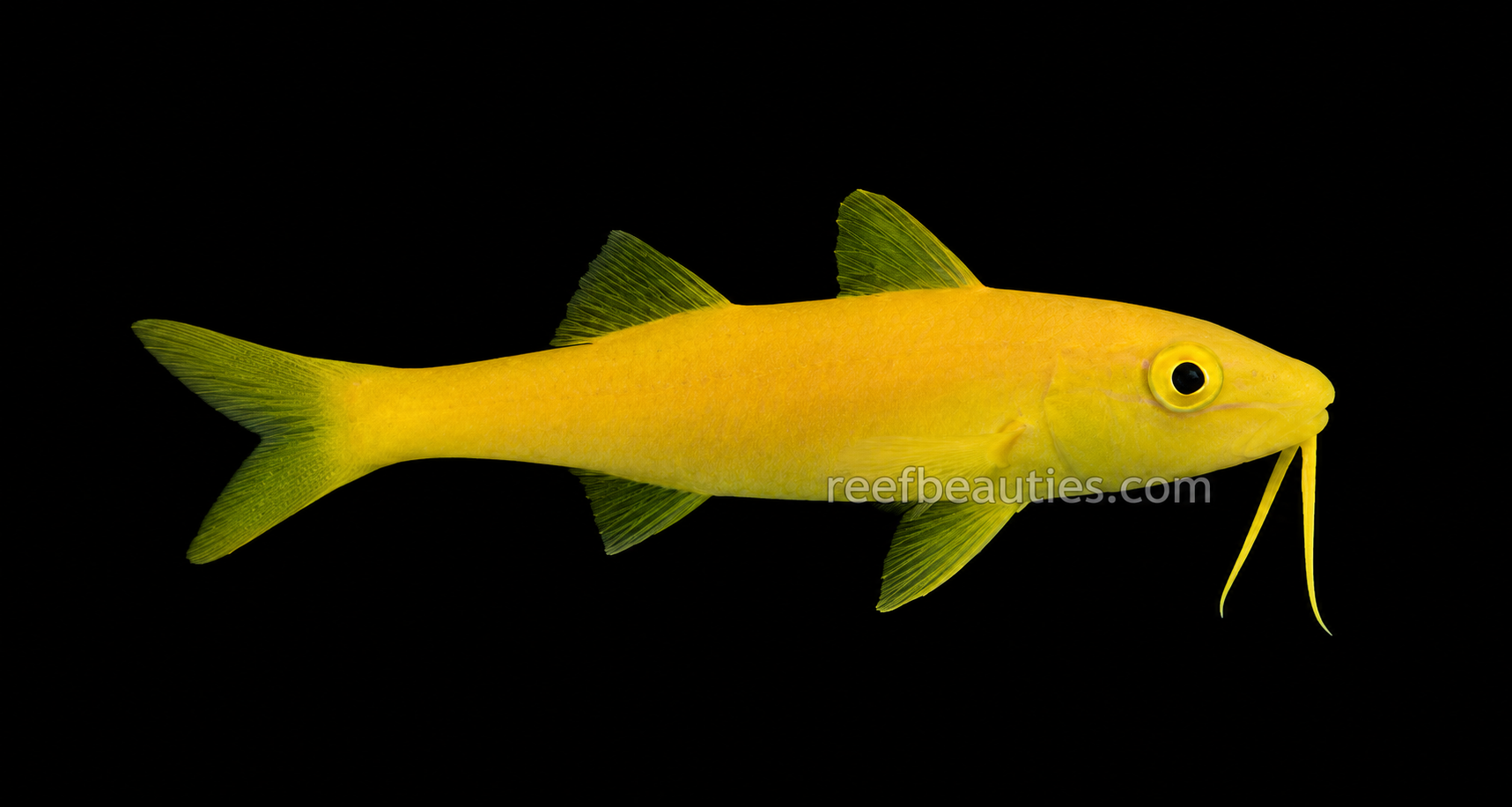 Goatfish Yellow (Mulloidichthys Martinicus)